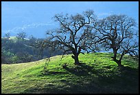 Dendritic branches of Oak trees on hillside curve, early spring, Joseph Grant County Park. San Jose, California, USA (color)