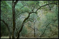 Oak Trees, Sunol Regional Park. California, USA ( color)