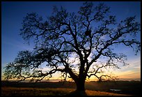 Old Oak tree profiled at sunset, Joseph Grant County Park. San Jose, California, USA (color)