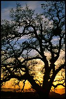 Old Oak tree silhouette at sunset, Joseph Grant County Park. San Jose, California, USA