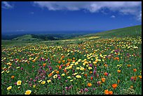 Meadows in the spring, with the Pacific ocean in the distance,  Russian Ridge Open Space Preserve. Palo Alto,  California, USA ( color)
