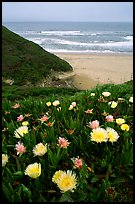 Iceplant flowers and Ocean. San Mateo County, California, USA (color)