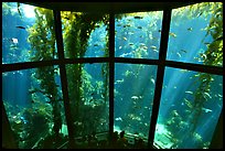 Kelp exhibit, Monterey Aquarium, Monterey. Monterey, California, USA ( color)