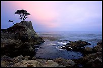 Lone Cypress, cloudy sunset, seventeen-mile drive. Pebble Beach, California, USA ( color)