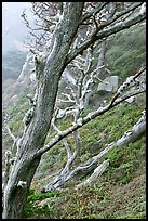 Trees on fog, Allan Memorial Grove. Point Lobos State Preserve, California, USA ( color)