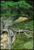 Roots of Veteran cypress tree. Point Lobos State Preserve, California, USA ( color)