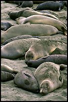 Elephant seals colony, Piedras Blancas. California, USA ( color)
