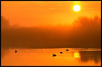 Sunrise, fog,  and water birds, Kern National Wildlife Refuge. California, USA ( color)