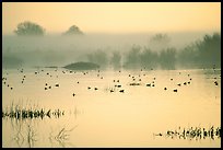 Fog  and water birds, Kern National Wildlife Refuge. California, USA