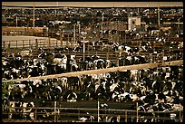 Cattle, Central Valley. California, USA ( color)