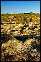 Desert grasslands. Mojave National Preserve, California, USA