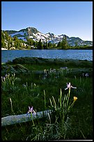 Wild Iris and Frog Lake, afternoon. Mokelumne Wilderness, Eldorado National Forest, California, USA (color)