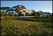 Meadow carpeted with flowers below Round Top Mountain. Mokelumne Wilderness, Eldorado National Forest, California, USA ( color)