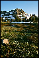 Meadow carpeted with flowers below Round Top Peak. Mokelumne Wilderness, Eldorado National Forest, California, USA ( color)