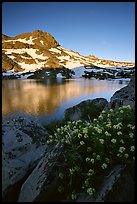 Flowers, Winnemucca Lake,  and Round Top Peak, sunrise. Mokelumne Wilderness, Eldorado National Forest, California, USA ( color)