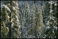 Snowy pine trees, Eldorado National Forest. California, USA ( color)