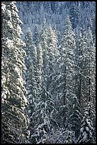 Pine trees with fresh snow, Eldorado National Forest. California, USA ( color)