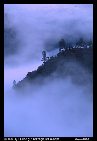Ridge in fog,  sunrise, Stanislaus  National Forest. California, USA (color)