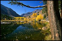 Pond and trees in fall colors, Lundy Canyon, Inyo National Forest. California, USA