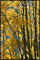Aspens in the fall, Lundy Canyon, Inyo National Forest. California, USA