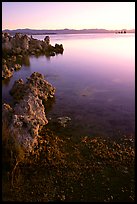 Tufas at sunrise. Mono Lake, California, USA