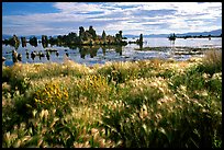 Grasses and Tufa towers, morning. Mono Lake, California, USA ( color)
