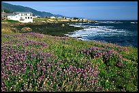 Wildflower field and village, Shelter Cove, Lost Coast. California, USA