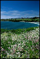 Spring wildflowers and Ocean. Mendocino, California, USA ( color)