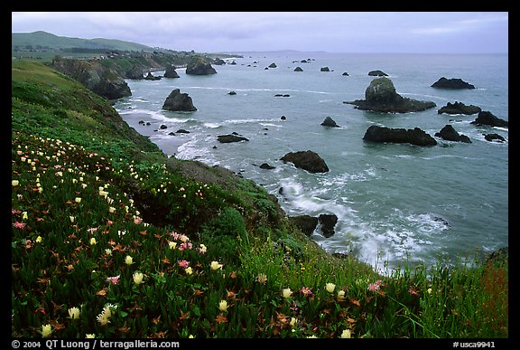 Iceplant and coast near Ocean View. Sonoma Coast, California, USA (color)