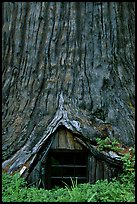 Tree House, a room inside the hollowed base of a living redwood tree,  near Leggett. California, USA