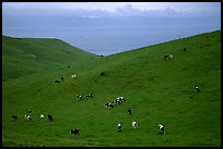 Cows on green hills near Drakes Estero. Point Reyes National Seashore, California, USA ( color)
