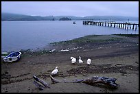 Ducks and Pier, Tomales Bay. California, USA ( color)