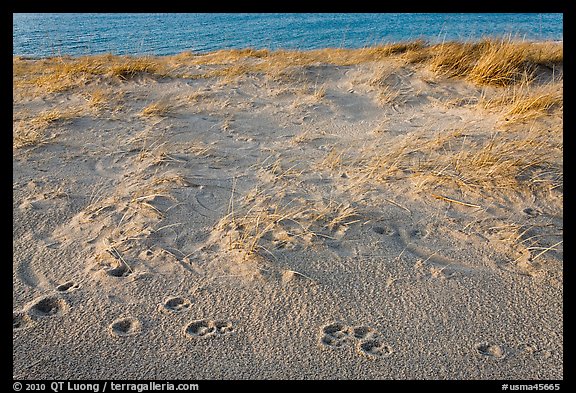 Animal tracks in the sand, Race Point Beach, Cape Cod National Seashore. Cape Cod, Massachussets, USA