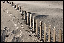 Sand, fence, and animal tracks, Cape Cod National Seashore. Cape Cod, Massachussets, USA ( color)