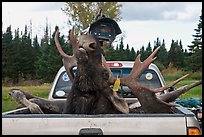 Moose with kill tag in back of truck being lifted, Kokadjo. Maine, USA (color)