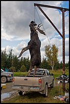 Huge moose lifted from truck for weighting, Kokadjo. Maine, USA (color)