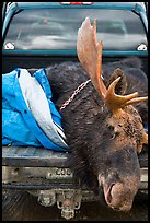 Large dead moose in back of truck, Kokadjo. Maine, USA ( color)