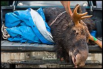 Large killed moose in back of truck, Kokadjo. Maine, USA (color)