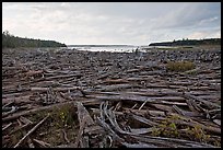 Dead trees on the shore of Chesunkunk Lake. Maine, USA (color)