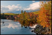 Trees in fall foliage reflected in wide  Penobscot River. Maine, USA (color)