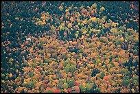 Floatplane flying against slope with trees in fall foliage. Baxter State Park, Maine, USA (color)