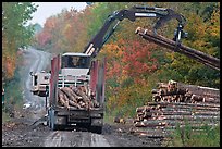 Log loader lifts trunks into log truck. Maine, USA ( color)