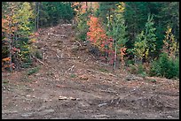 Clear cut gully in forest. Maine, USA ( color)
