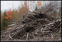 Pile of cut branches. Maine, USA ( color)