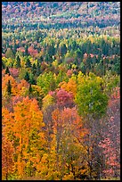 Septentrional forest in the fall. Maine, USA ( color)