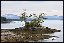 Islet with trees and low tide, and Frenchman Bay. Maine, USA (color)