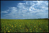 Field with sunflowers and clouds. North Dakota, USA (color)