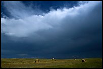 Hay rolls under a storm cloud. North Dakota, USA ( color)