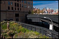 Garden on the High Line. NYC, New York, USA (color)