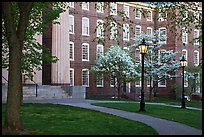 Columns, brick buildings, flowering dogwoods, and gas lamps, Brown University. Providence, Rhode Island, USA